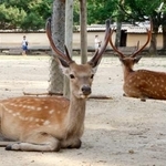 　奈良公園のシカ＝１６日午後、奈良市