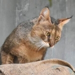 　死んだジャングルキャットの雌「キリー」（名古屋市の東山動植物園提供）