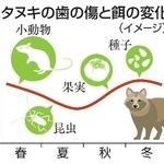 　タヌキの歯の傷と餌の変化（イメージ）