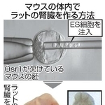 　マウスの体内でラットの腎臓を作る方法