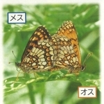 　コヒョウモンモドキ（環境省・長野県警提供）