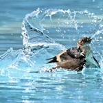 　真夏日を記録した福島県いわき市で、プールに飛び込んで水浴びする渡り鳥コシアカツバメ＝２２日午後、いわき市の市立江名小