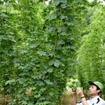 　「うどんこ病」にかかりづらいホップ（中央）＝２２日午前、北海道上富良野町
