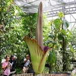 　開花した「ショクダイオオコンニャク」＝２３日午後、茨城県つくば市の国立科学博物館筑波実験植物園