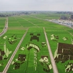 　見頃を迎えた「マインクラフト」とコラボした田んぼアート＝２４日、埼玉県行田市