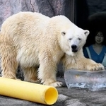 　プレゼントされた氷に触れるホッキョクグマ＝２５日午前、北海道旭川市の旭山動物園
