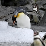 　プレゼントされた氷に乗るペンギン＝２５日午前、北海道旭川市の旭山動物園