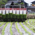 　田植えをする農家＝５月、新潟県三条市