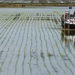　田植えをする農家＝５月、新潟県三条市