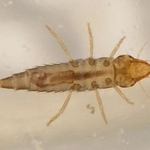 　水面の裏側をあおむけになって歩くナガケシゲンゴロウの幼虫（石川県ふれあい昆虫館提供）