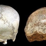 　近世の現生人類（左）とジャワ原人の頭骨。いずれも横方向にゆがんでいる（Ｋａｉｆｕ　Ｙ　ｅｔ　ａｌ．提供）