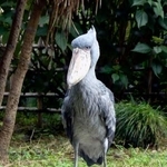 　上野動物園のハシビロコウ（東京動物園協会提供）