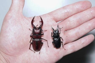 　ノコギリクワガタの、本州に生息する個体（左）と八丈島に生息する個体