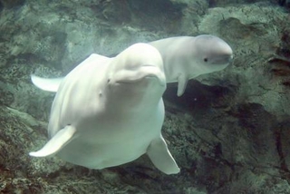 　ベルーガの「ナナ」（左）と生まれた子ども＝４日午前、名古屋市（名古屋港水族館提供）