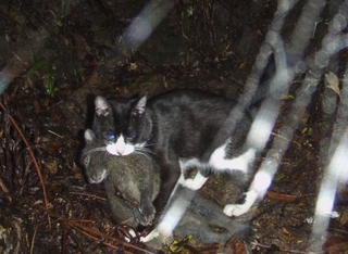 　奄美大島で、固有種のアマミノクロウサギをくわえる猫＝２００８年（環境省提供）