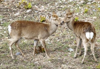 　名古屋城の堀で「もみじちゃん」（右）と暮らしていたシカの「やまむらちゃん」＝４月、名古屋市