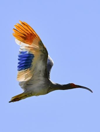 　放鳥されたトキ＝５月、石川県羽咋市