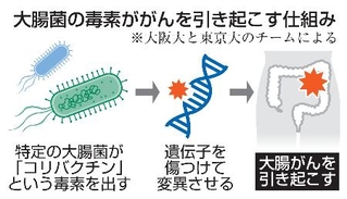 　大腸菌の毒素ががんを引き起こす仕組み