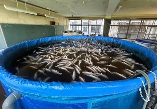 　熊本地震の影響で全滅したトラウトサーモン＝７月２９日、熊本県八代市（跳翔提供）
