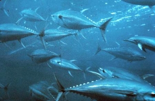 　クロマグロ（米海洋大気局提供）