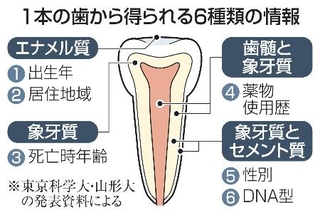 　１本の歯から得られる６種類の情報