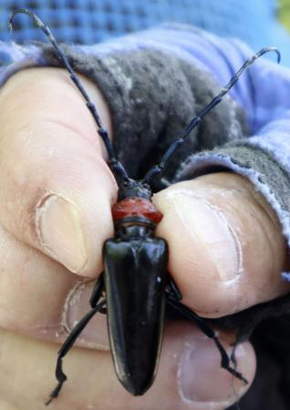 　クビアカツヤカミキリの成虫