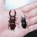 　ノコギリクワガタの、本州に生息する個体（左）と八丈島に生息する個体