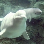　ベルーガの「ナナ」（左）と生まれた子ども＝４日午前、名古屋市（名古屋港水族館提供）