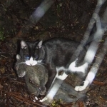 　奄美大島で、固有種のアマミノクロウサギをくわえる猫＝２００８年（環境省提供）