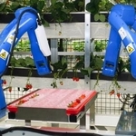 　イチゴ収穫用のロボットアームが動く栽培室＝５日、東京都羽村市