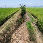 　地震によって崩れた熊本県氷川町の用水路＝２日
