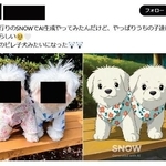 　消費者庁がステルスマーケティングに当たると確認したＳＮＳ上の投稿（同庁の資料から、投稿の一部が画像加工されています）