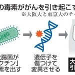 　大腸菌の毒素ががんを引き起こす仕組み