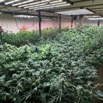 　北海道日高町の元食品工場で栽培されていた大麻草＝７月２１日（北海道警提供）