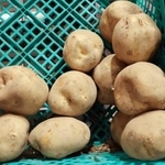 　スーパー「ベルク　葛飾高砂店」に並べられたジャガイモ＝７日、東京都葛飾区