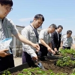 　ホップの手入れをするＪＲ東日本東京総合車両ベースの社員ら＝５月、東京都品川区