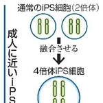 　成人に近いｉＰＳ心筋細胞のイメージ