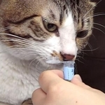 　実験で尿のにおいを嗅ぐネコ（岩手大提供）