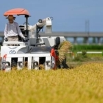 　コメの収穫作業＝２０２５年８月、新潟県三条市