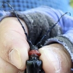 　クビアカツヤカミキリの成虫