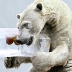 　氷柱をプレゼントされたホッキョクグマの「ホウちゃん」＝２９日午前、大阪市の天王寺動物園