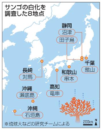 高緯度海域サンゴも大規模白化|全国海外|神戸新聞NEXT