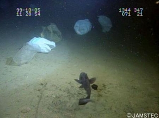 　日本の深海で撮影された白色のプラスチックごみ袋（海洋研究開発機構提供）