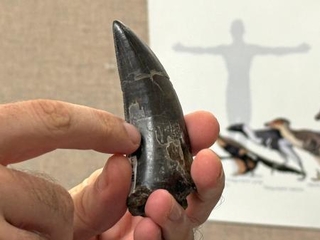 　ティラノサウルスの体温推定に使われた歯（カリフォルニア大ロサンゼルス校提供）