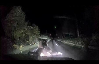 　軽乗用車に体当たりするヒグマ＝９月２９日、北海道美深町（北海道警提供）