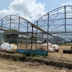 　イチゴ生産に活用するため改修された、休耕中だった農業用ビニールハウス＝愛知県豊川市