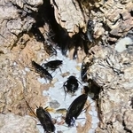 　コメに群がるヤマトゴキブリ＝６月、札幌市中央区（西野浩史・北海道大助教提供）