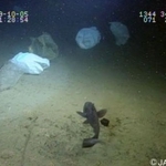 　日本の深海で撮影された白色のプラスチックごみ袋（海洋研究開発機構提供）