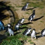 　海から砂浜にあがったコガタペンギン＝８月２３日、オーストラリア・フィリップ島（ロイター＝共同）