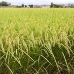 　収穫期が近づく水田＝８月、新潟市